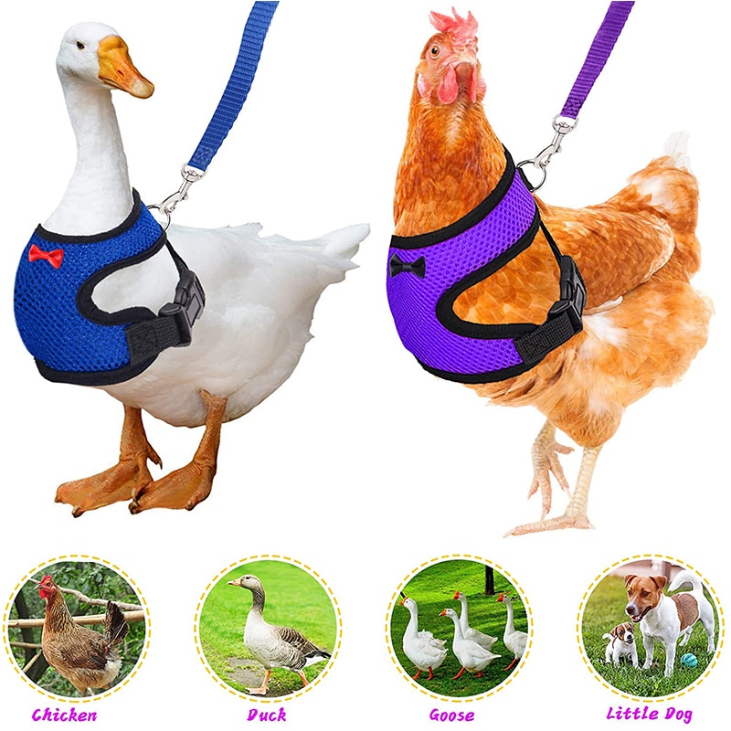 we've had chicken arms, now get ready for, a chicken leash! : r