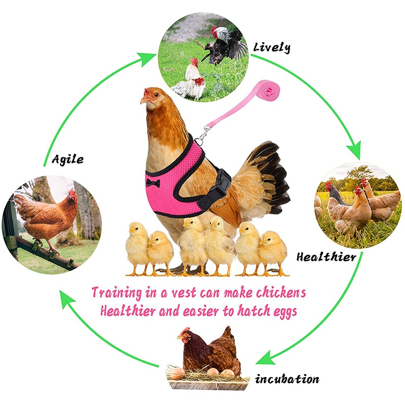 we've had chicken arms, now get ready for, a chicken leash! :  r/ofcoursethatsathing
