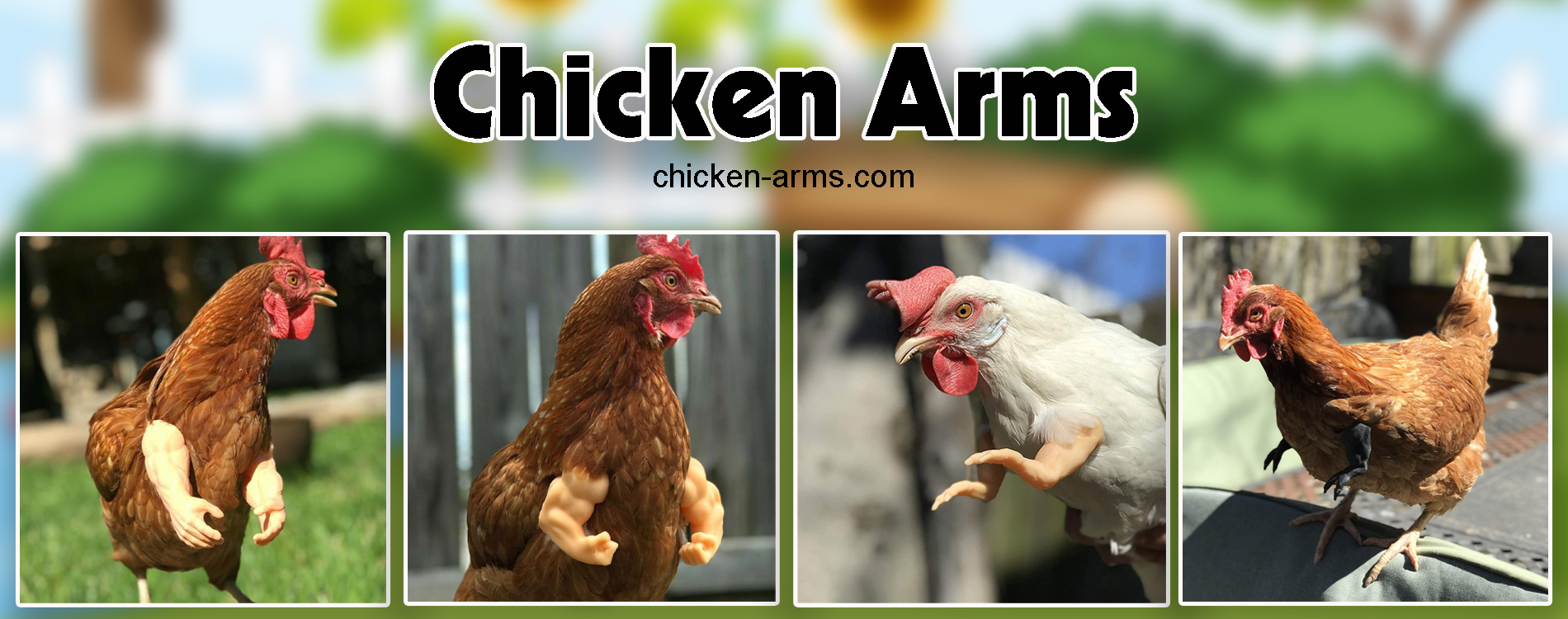 chicken-arms-banner